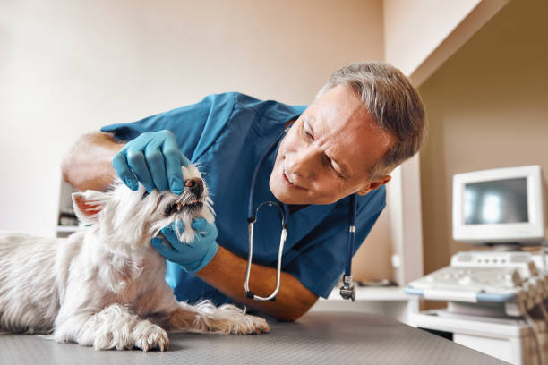 Best Emergency Denture Repair in Brodhead, KY